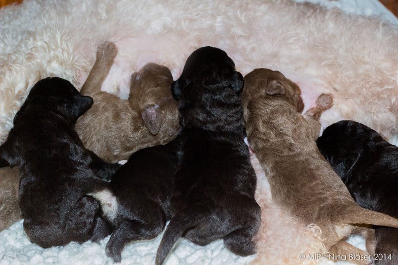 2014-02-09 Welpen Svet & Ruby-1644.jpg - Day 7